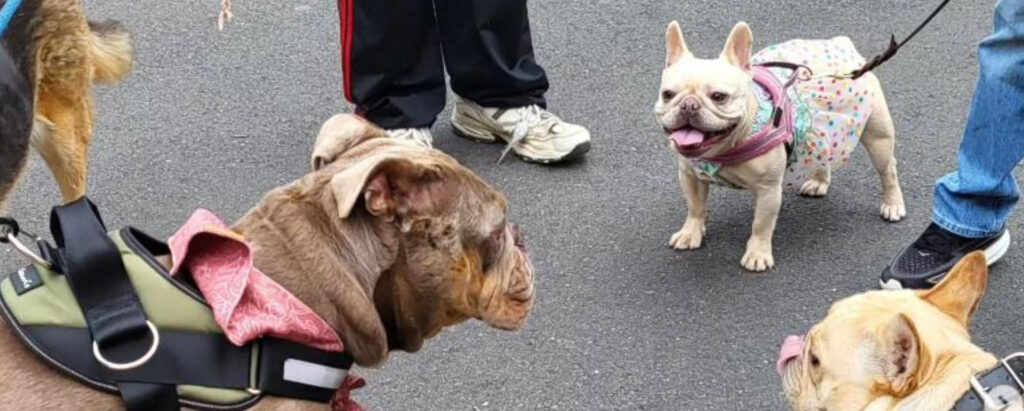three dogs on leashes