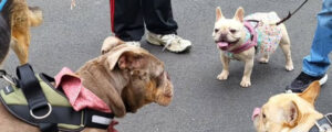 three dogs on leashes
